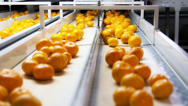 Meyvede ihracatın şampiyonu mandalina oldu