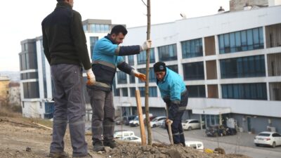 Nilüfer’de ağaçlandırma çalışmaları başladı