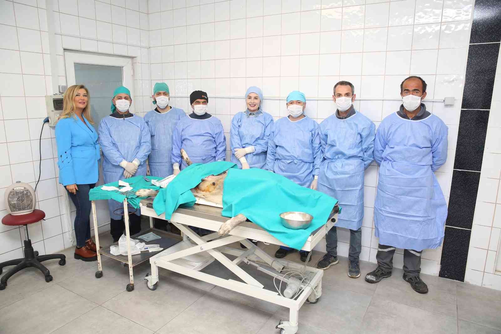 Nilüfer’de sahipsiz can dostlar kısırlaştırılıyor Nilüfer’de sahipsiz can dostlar kısırlaştırılıyor