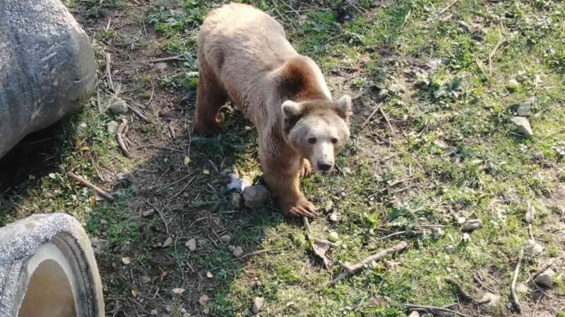 Bursa’da felç olan ayı, tedaviyle ayağa kalktı Bursa’daki Karacabey Ovakorusu Ayı Barınağı ve Celal Acar Yaban Hayvanı