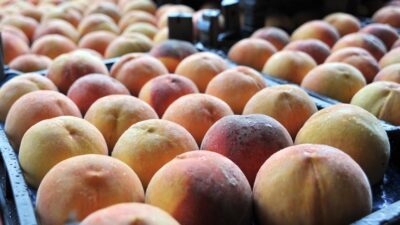 Bursa şeftalisi AB’de tescil yolunda