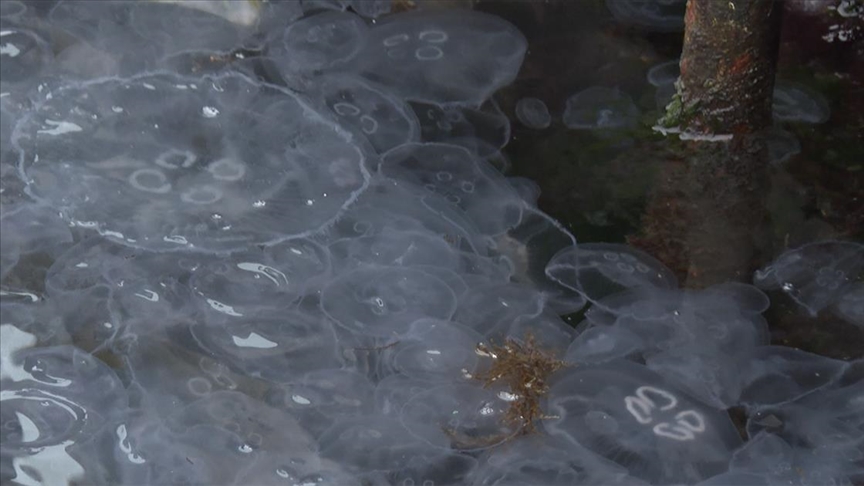 Sahilde denizanası yoğunluğu