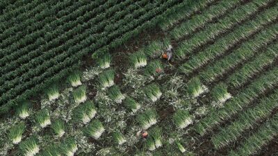 Kışlık sebzede rekolte düşmedi