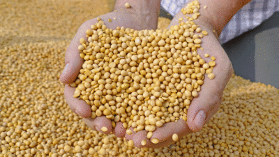 Kanserden korunmak için mutlaka tüketilmesi gerekiyor…