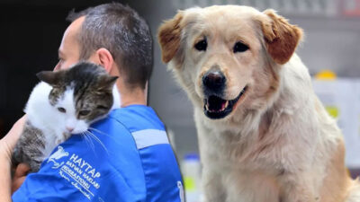 Enkazdan kurtarılan 100 evcil hayvan, Bursa’ya getirildi