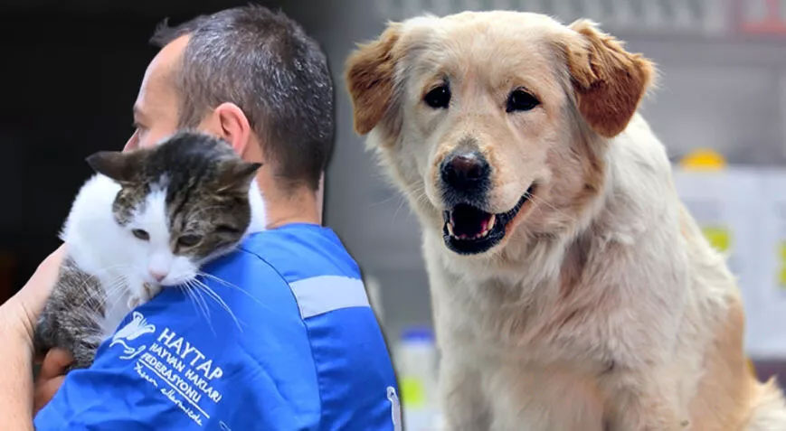 Enkazdan kurtarılan 100 evcil hayvan, Bursa’ya getirildi Enkazdan kurtarılan 100 evcil hayvan, Bursa’ya getirildi