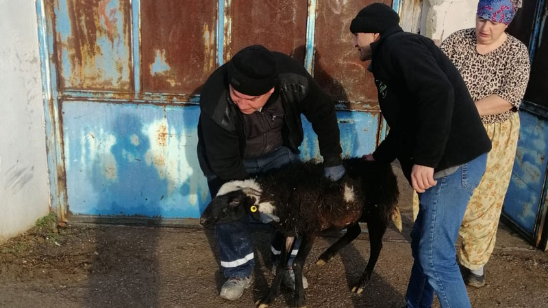 Harmancıklı üreticiler kurbanlık küçükbaş hayvanlarını depremzedelere bağışladı