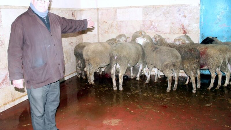 Bursa’nın Yenişehir ilçesinde hayırseverler tarafından depremzedelere ulaştırılmak üzere kesilen 500
