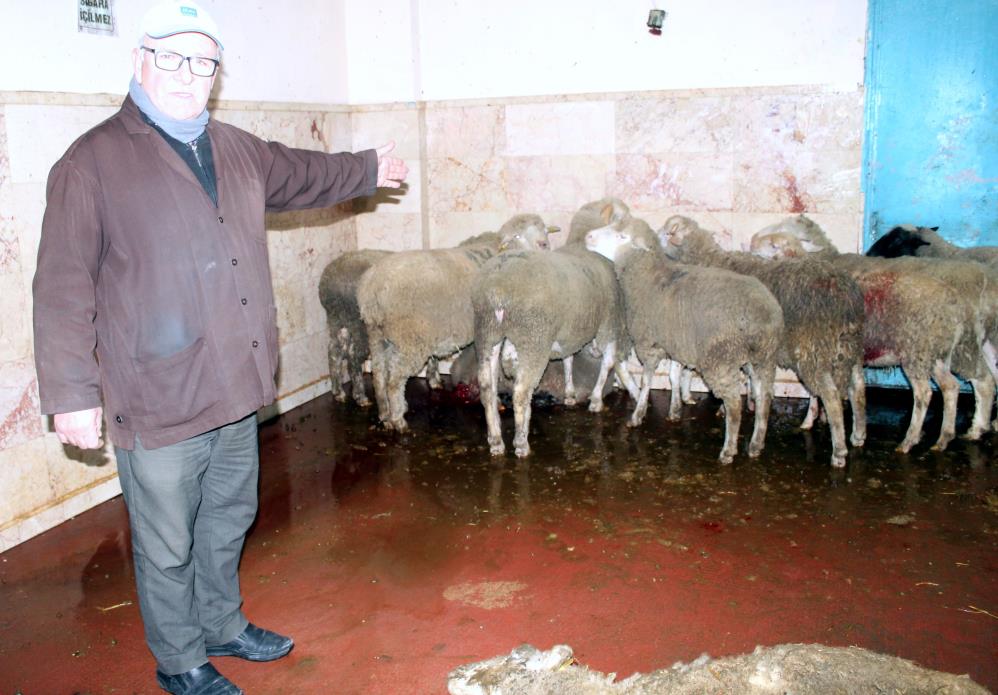 Bursa’da hayvan üreticileri kuzularını bağışladı…