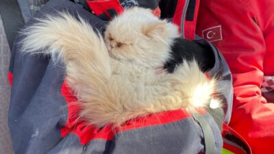 Gürsulu ekip, isimsiz kediyi buldu, sahibini arıyor