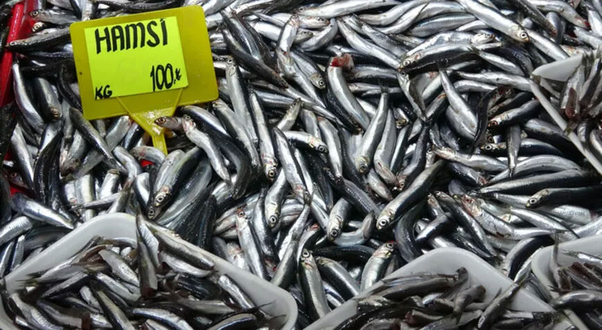 Yasakların ardından irileşen hamsinin kilosu 50 liradan 100 liraya çıktı