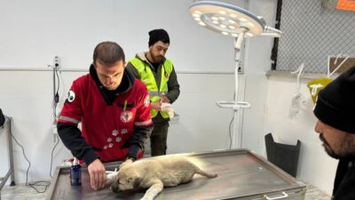 Can dostlar deprem bölgesinde emin ellerde