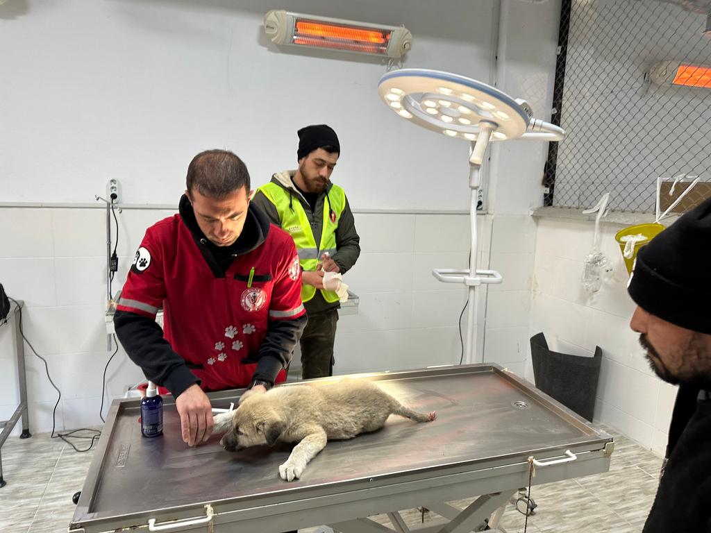 Can dostlar deprem bölgesinde emin ellerde Can dostlar deprem bölgesinde emin ellerde