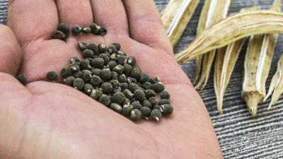 Sürekli yorgun uyananlara mucize yöntem!