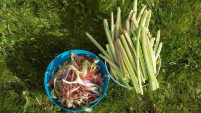 Pazar tezgahlarına indi… Doğal kanser ilacı olarak kullanıyorlar!