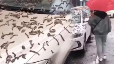 Gökten solucan yağdı!