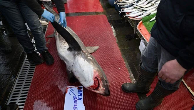 ‘Camgöz’ü satmak isteyince 33 bin lira ceza yedi