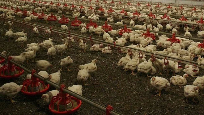 İki ilde kuş gribi alarmı: 6.5 milyon kanatlı hayvan itlaf edildi