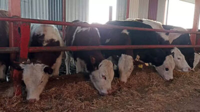 Samsun’da şap hastalığı tedbiri! Tüm hayvan pazarları kapatıldı