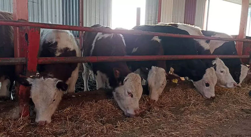 Samsun’da şap hastalığı tedbiri! Tüm hayvan pazarları kapatıldı