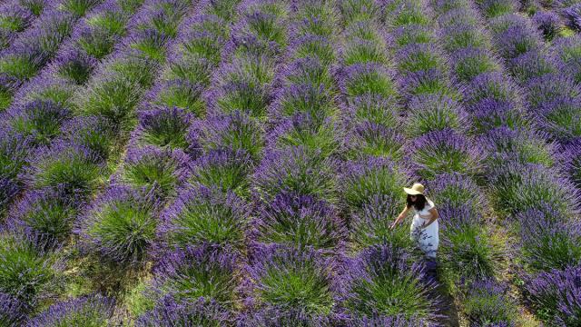 Bitkilerin sesler çıkardığı keşfedildi