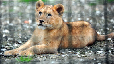 Bursa Hayvanat Bahçesi’ndeki 3,5 aylık 2 aslan toprakla tanıştı