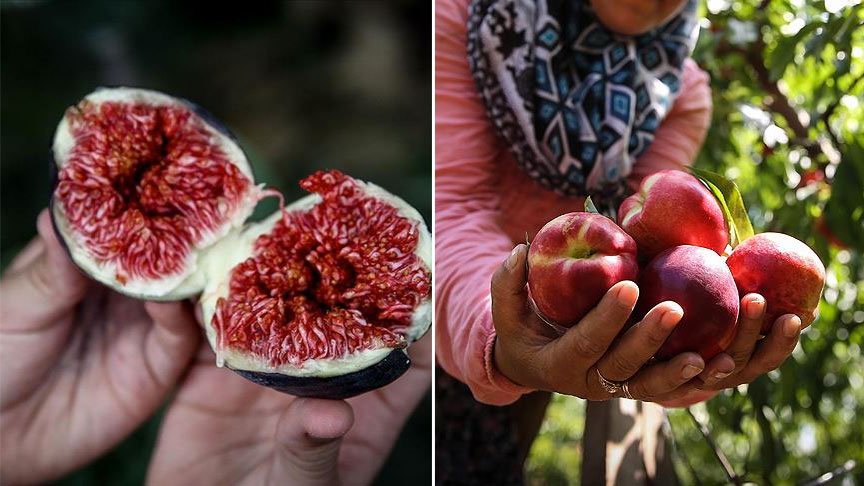 Bursa ve Türkiye’nin coğrafi değerleri Avrupa’da tescil sırasında