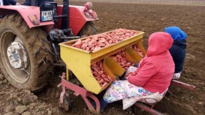 Bursa’da ‘sarı altın’ ekimi başladı