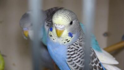 Sarsıntından önce yaptıkları hayret verici! Akın akın almaya geliyorlar…