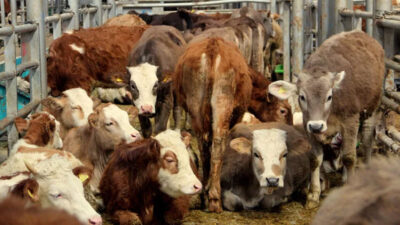 Tarım Bakanlığı duyurdu! 8 işletme ‘şap virüsü’ nedenyile karantinaya alındı