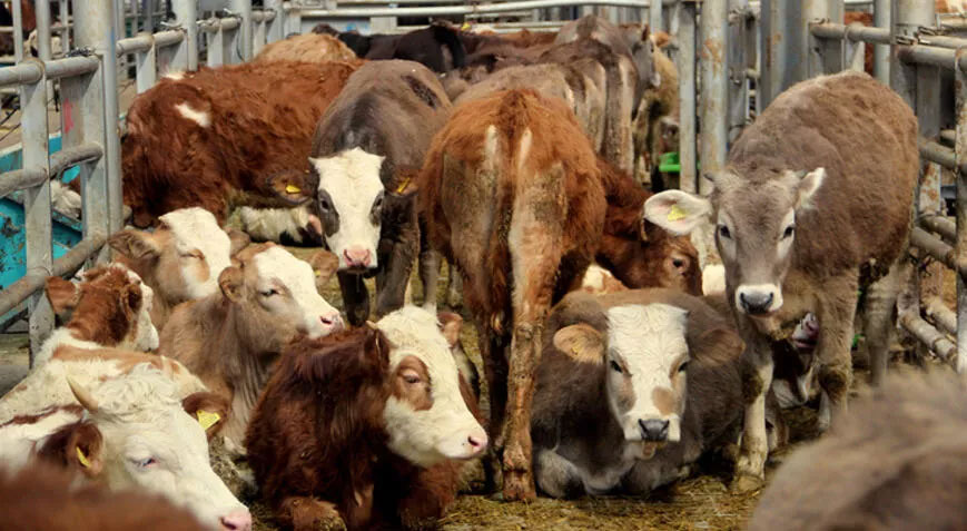 Tarım Bakanlığı duyurdu! 8 işletme ‘şap virüsü’ nedenyile karantinaya alındı Tarım Bakanlığı duyurdu! 8 işletme ‘şap virüsü’ nedenyile karantinaya alındı