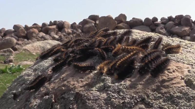 İki ilçede tırtıl istilası! Tarım arazilerini tehdit ediyorlar