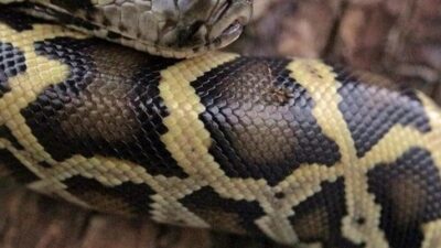 Kıyamet alameti olarak adlandırılmıştı! Kötü haberin daha kötüsü…