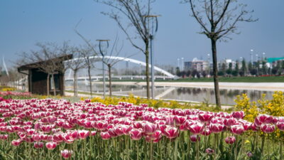 Baharın tüm renkleri Bursa’yı sardı