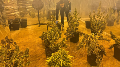 5 katlı iş merkezinin terasını uyuşturucu tarlasına çevirmişler