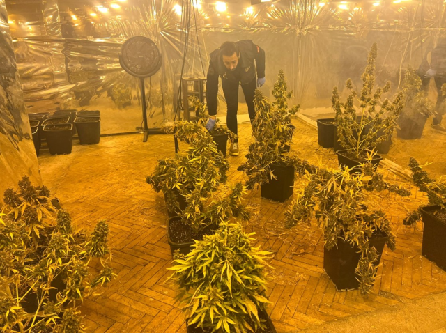 5 katlı iş merkezinin terasını uyuşturucu tarlasına çevirmişler 5 katlı iş merkezinin terasını uyuşturucu tarlasına çevirmişler