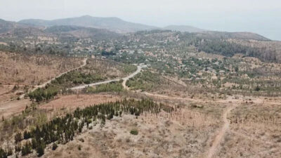 Bodrum’da yanan orman alanları yeşermeye başladı