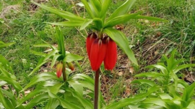 Sadece 20 gün yaşıyor, koparmanın cezası 244 bin lira