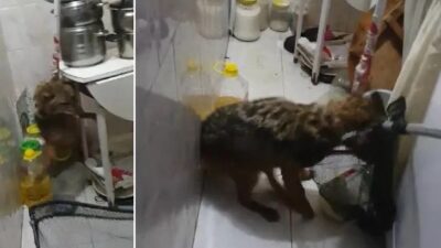 Bursa’da eve giren tilki, aileyi 4 saat boyunca rehin aldı