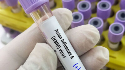 Dünyada kuş gribi kaynaklı ilk insan ölümü gerçekleşti: Kuş gribi pandemiye neden olur mu?