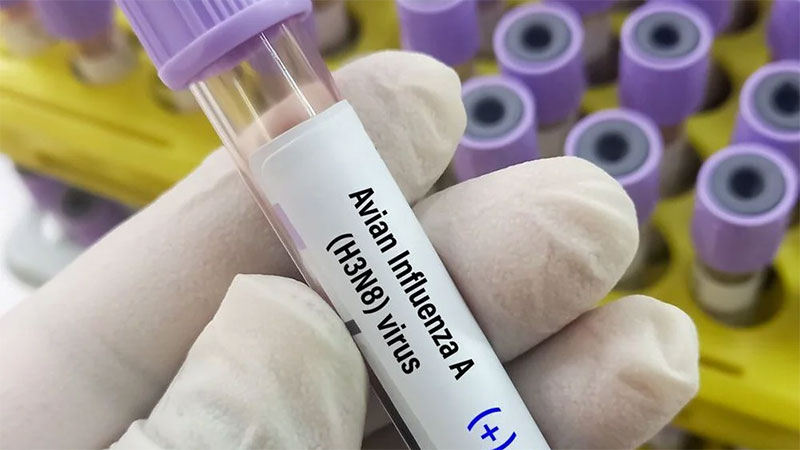 Dünyada kuş gribi kaynaklı ilk insan ölümü gerçekleşti: Kuş gribi pandemiye neden olur mu?