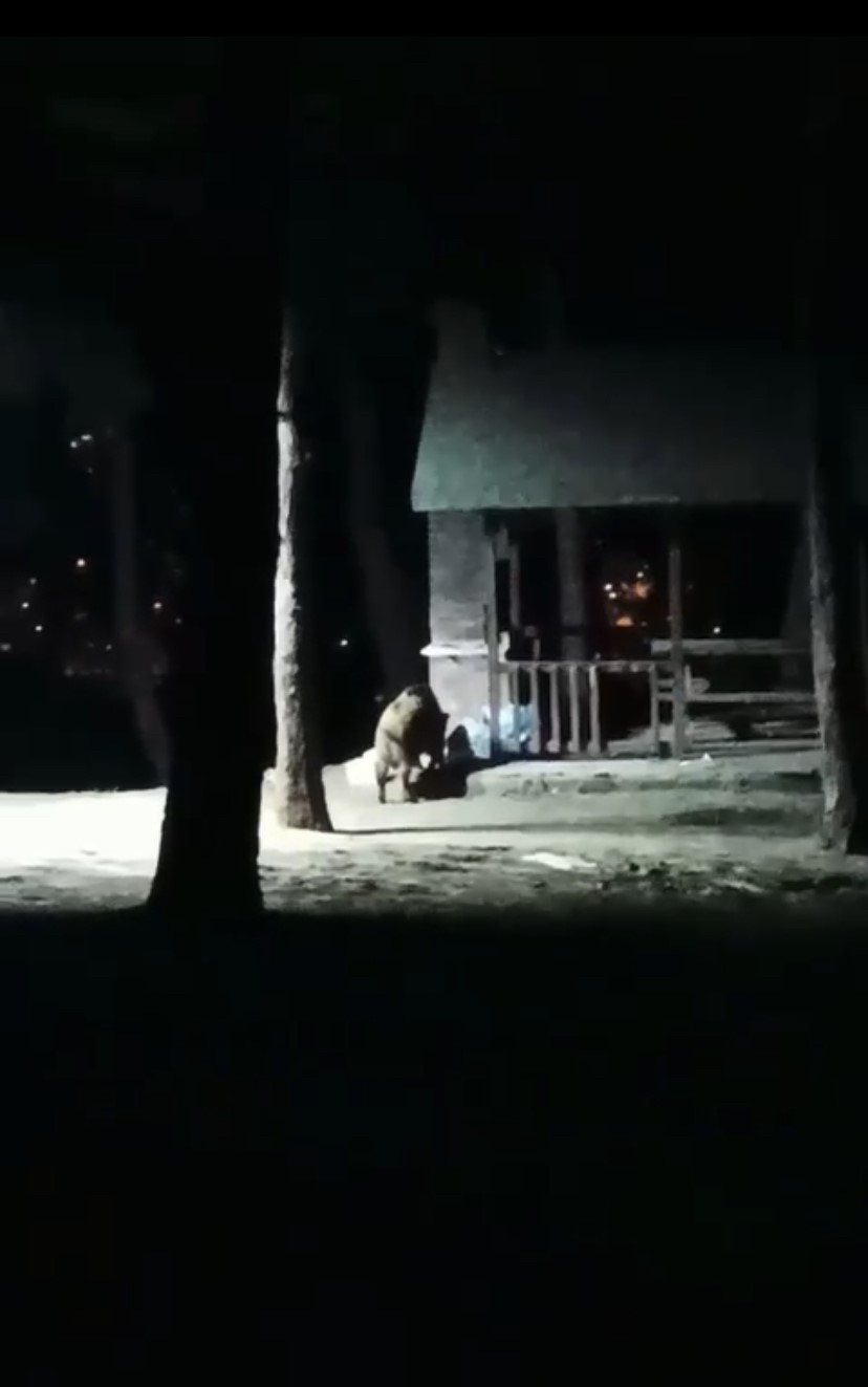 Bursa’da nisan ayında kar yağdı, aç kalan domuzlar şehir merkezine indi