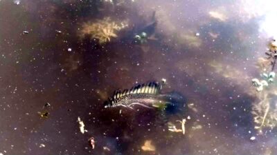 Bursa’da ilk kez görülen canlı! Bakın nerede bulundu?