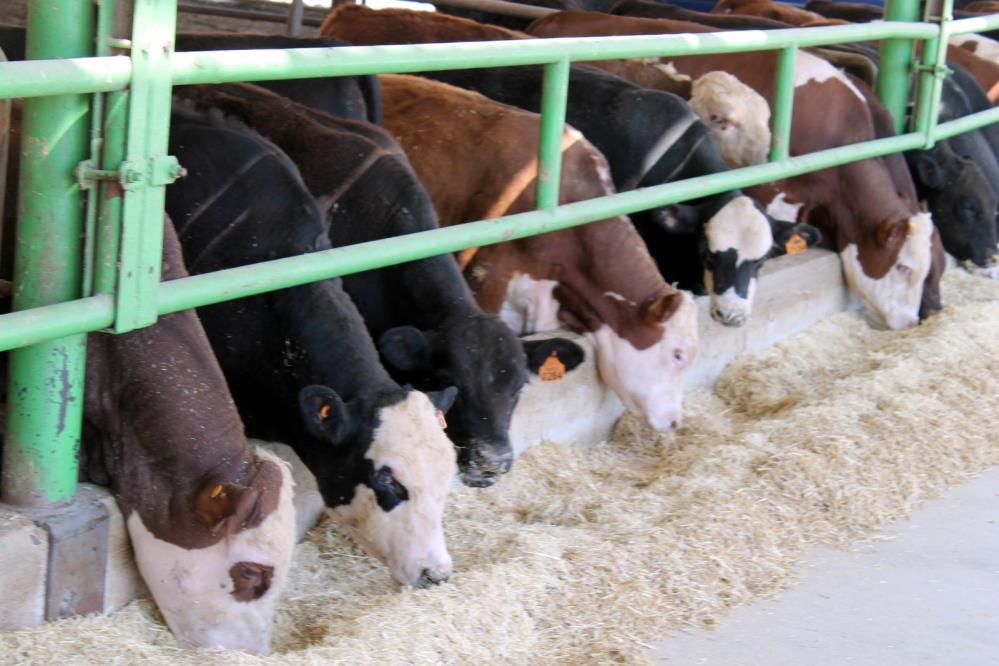 Bursa’da hayvan pazarı kararı! İşte açılış tarihi…