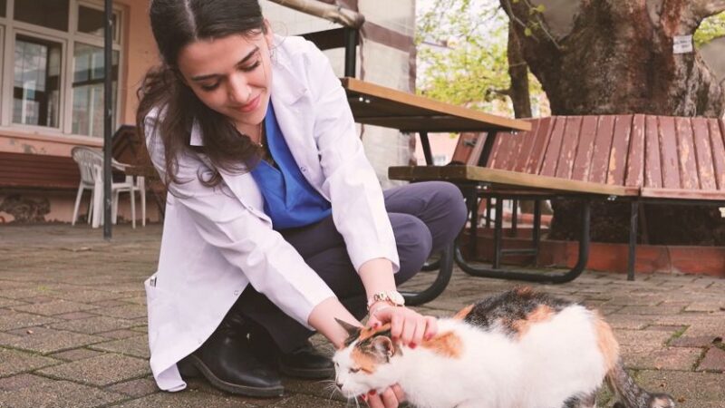 Gürsu’nun yaramaz ‘Karahıdır’ı Gürsu’nun Karahıdır Köyü’nün uslanmak bilmeyen tatlı misafiri kedi Karahıdır, artık