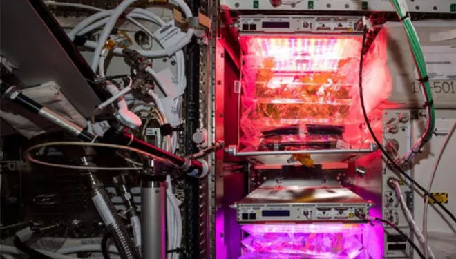 NASA’nın uzay domatesleri yarın Dünya’ya geliyor NASA’nın uzay domatesleri yarın Dünya’ya geliyor