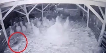 Bursa’da ahıra girmeyi başaran kurt, koyunlara saldırdı