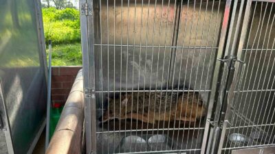 Bursa’da eve giren tilki, aileyi 4 saat boyunca rehin aldı