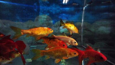 Bursa’nın içme suyu, akvaryumdaki balıklara emanet