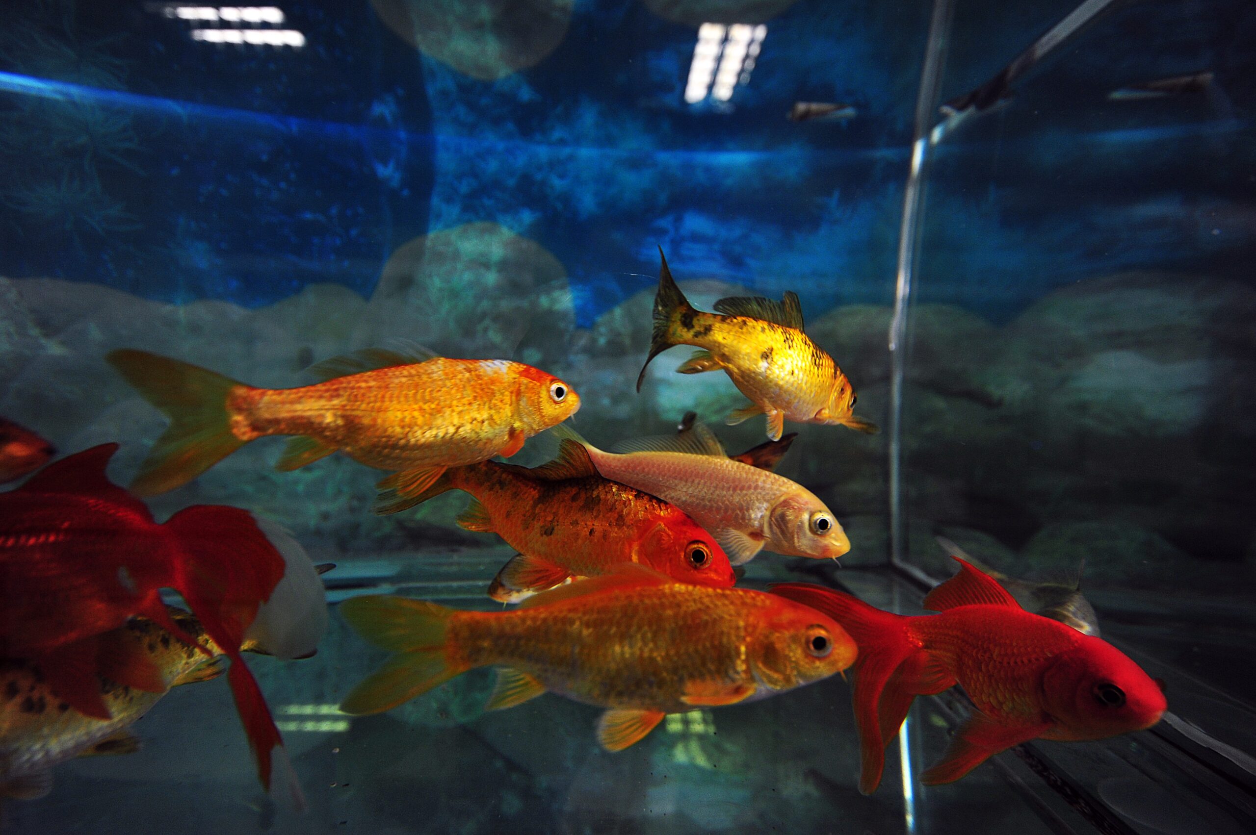 Bursa’nın içme suyu, akvaryumdaki balıklara emanet Bursa’nın içme suyu, akvaryumdaki balıklara emanet